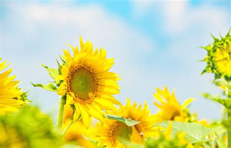 一株植物|【早見表あり】花の数え方（単位）・花の種類別の数え方につい。